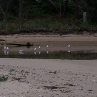 GULLS AT THE CREEK IN SHADRACK’S